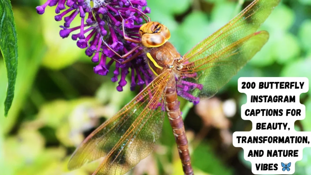 Short & Sweet Butterfly Instagram Captions for Beauty ✨