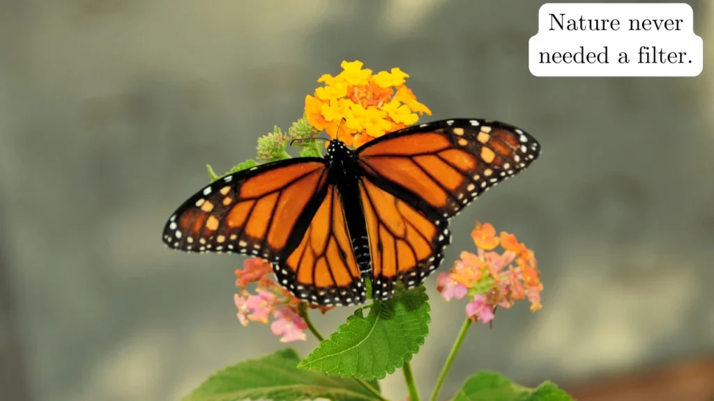 Nature Vibes Butterfly Captions for Instagram 🌸🌿