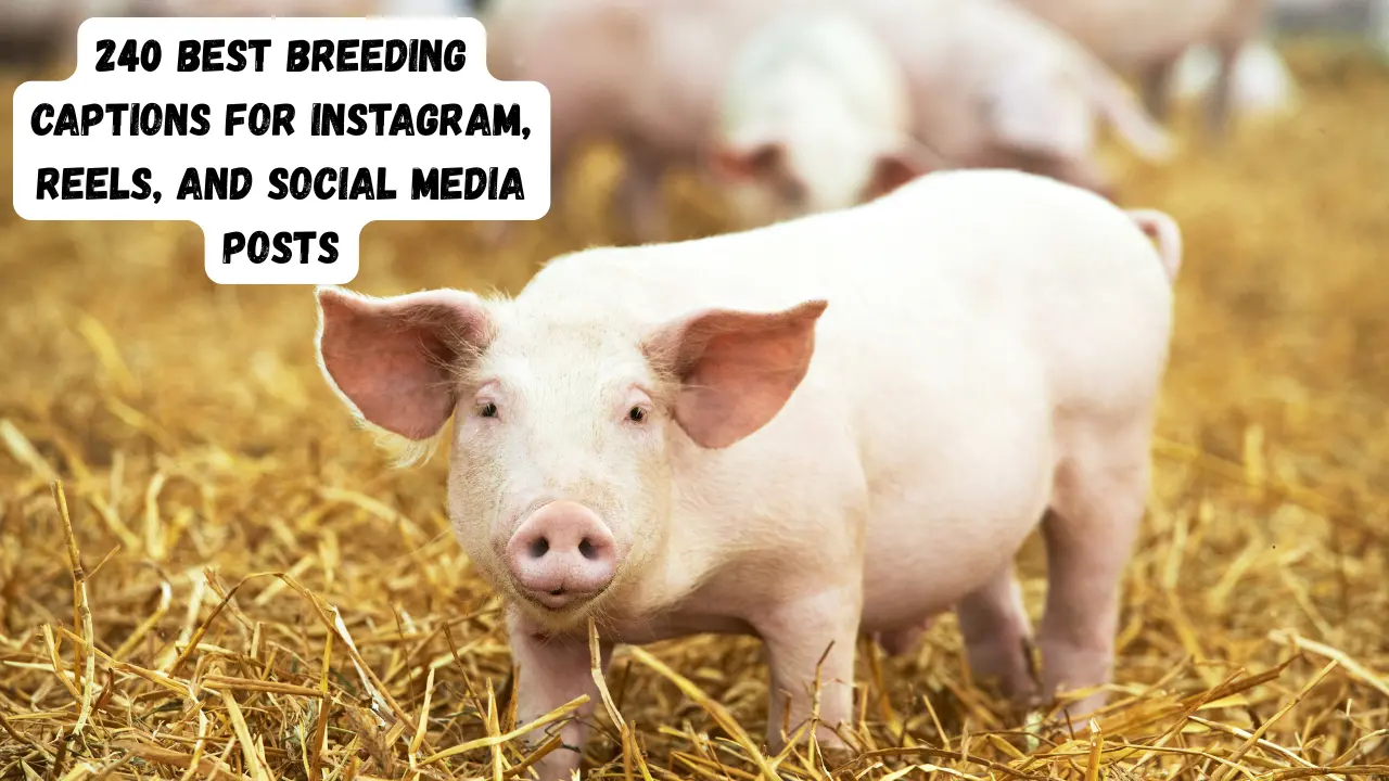 240 Best Breeding Captions for Instagram, Reels, and Social Media Posts