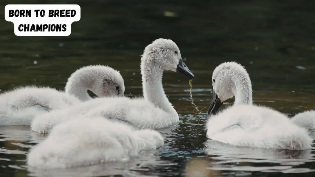 Short Breeding Captions for Instagram That Stop the Scroll