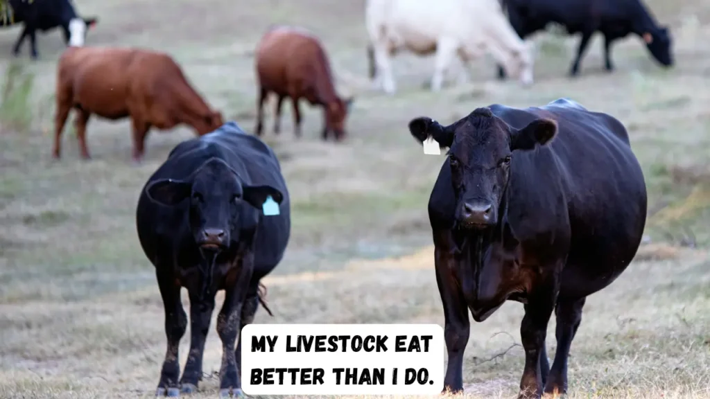 Funny breeding captions