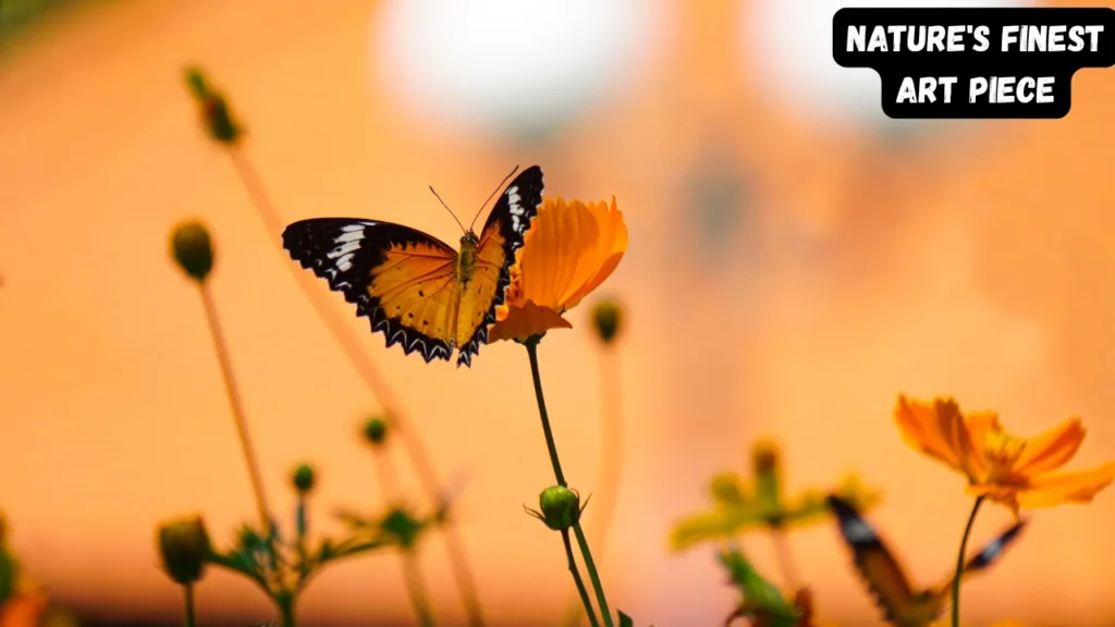 Butterfly Captions for Instagram by Mood and Post Type 💖🦋