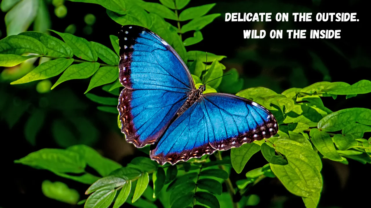 200 Butterfly Instagram Captions for Beauty, Transformation, and Nature Vibes 🦋