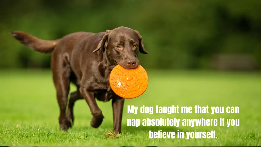 Lazy Day Dog Captions for Instagram