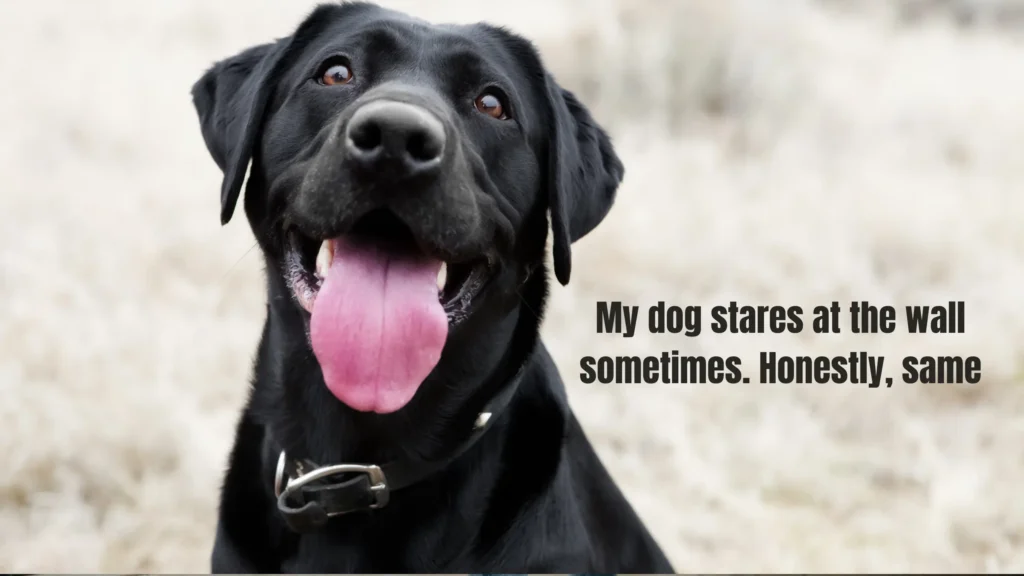 Dog Mom and Dog Dad Captions for Instagram