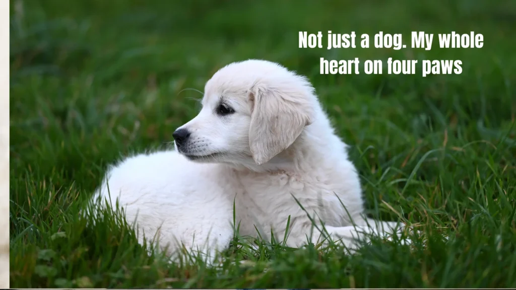 Sassy Dog Captions for Instagram