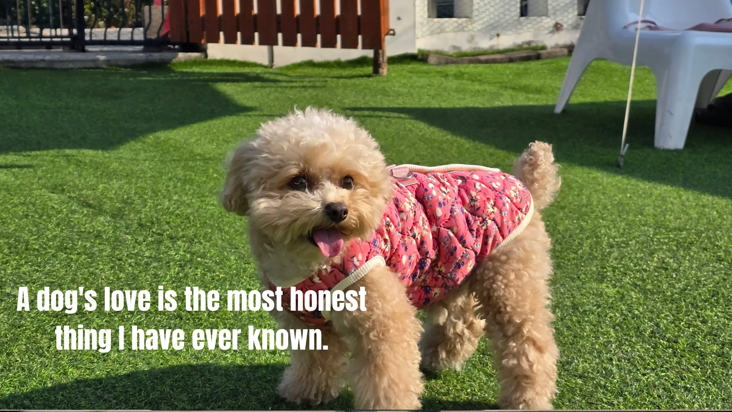 150+ Best Dog Instagram Captions That Will Make Every Post Go Viral