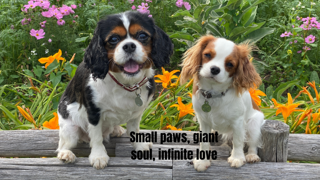 Rescue Dog Captions for Instagram