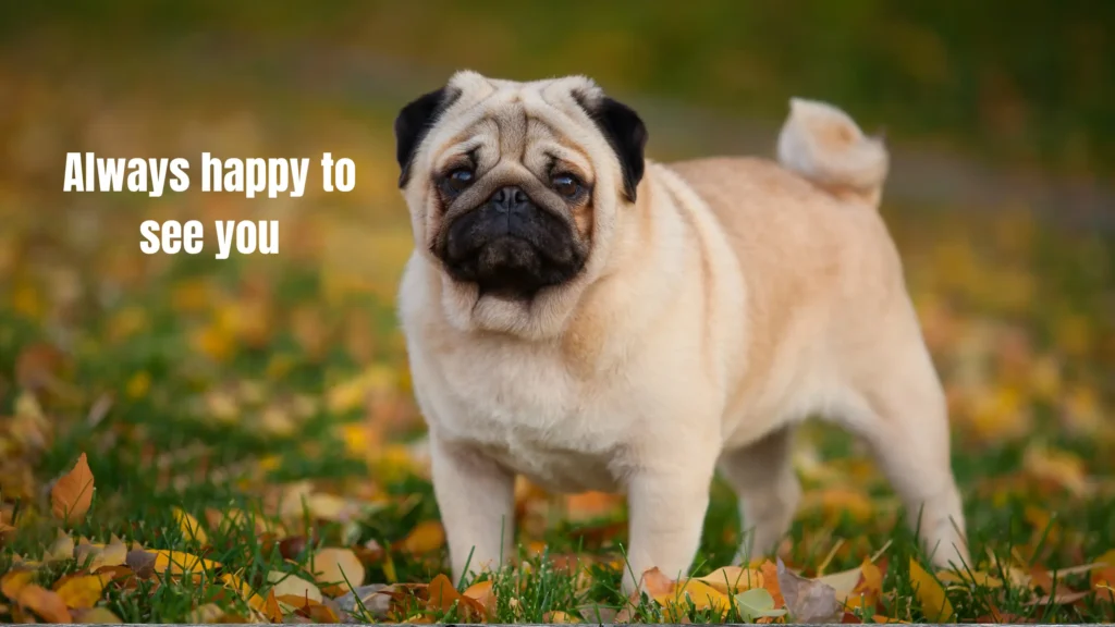 Puppy Captions for Instagram