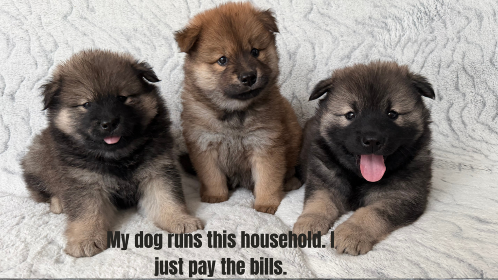 Dog Birthday Captions for Instagram