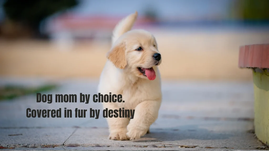 Dog Adventure and Travel Captions for Instagram