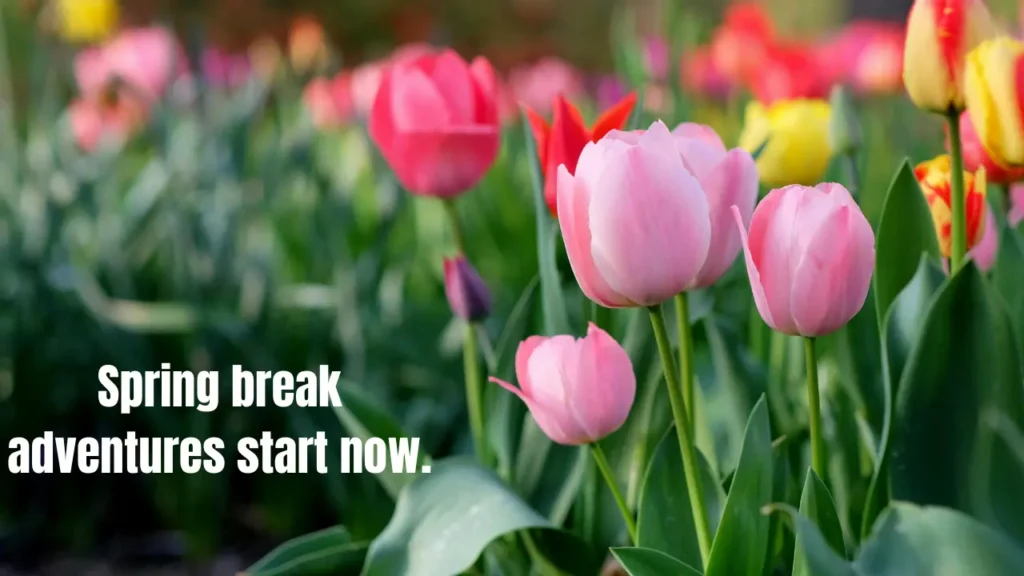 Spring Break Captions for Friends and Group Photos