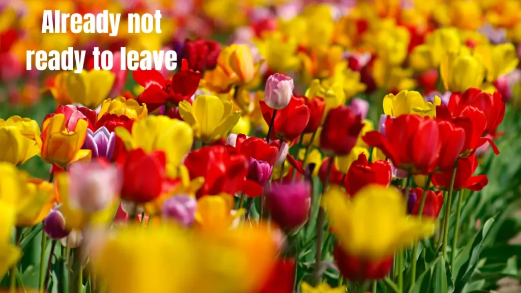 80+ Best Spring Break Captions for Instagram (2026) — Every Vibe Covered