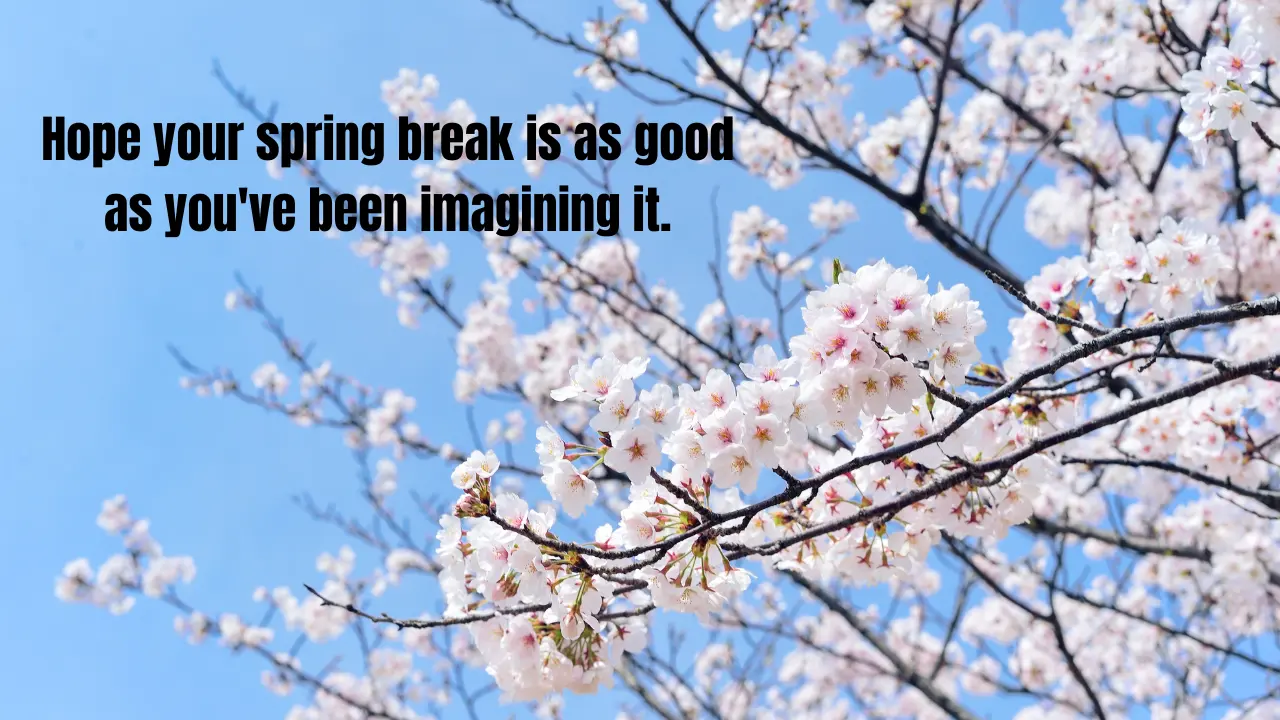 80+ Spring Break Captions for Instagram (2026) – Fun, Beachy & Party Vibes