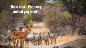 120+ Best Animal Captions for Instagram (2026) – Cute, Funny & Wild Quotes