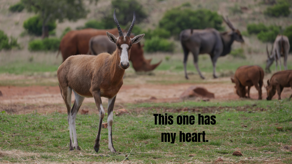 Inspirational Animal Quotes for Instagram