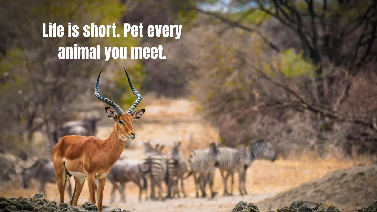 120+ Best Animal Captions for Instagram (2026) – Cute, Funny & Wild Quotes