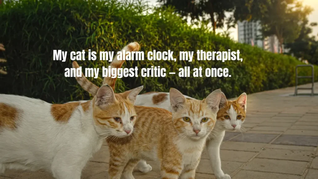 120+ Cat Captions Master List – Short, Punny, Situational & Seasonal (2026)