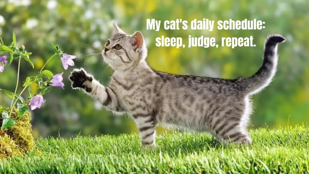 Cute Cat Captions for Instagram & What Is a Cat Lover Quote?