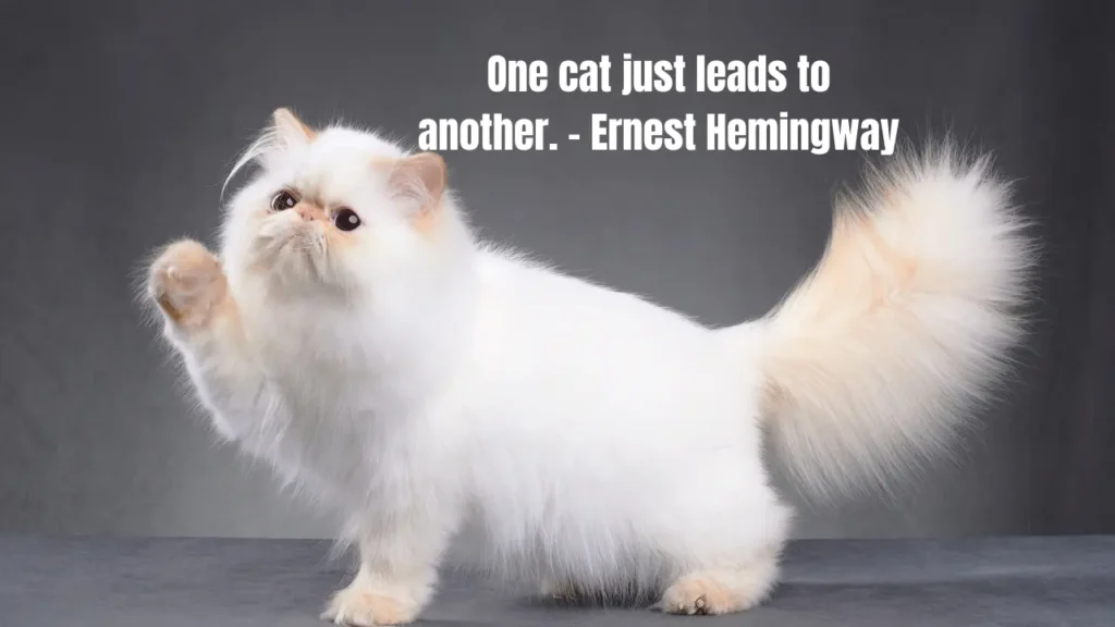 Funny Cat Captions for Instagram 2026 – Lines That Actually Go Viral