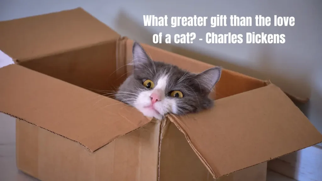 How Do I Caption a Cat Pic? (The Formula Every Cat Lover Needs)