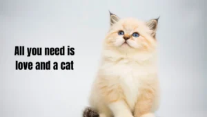 120+ Best Cat Captions for Instagram (2026) – Cute, Funny & Purrfect Lines